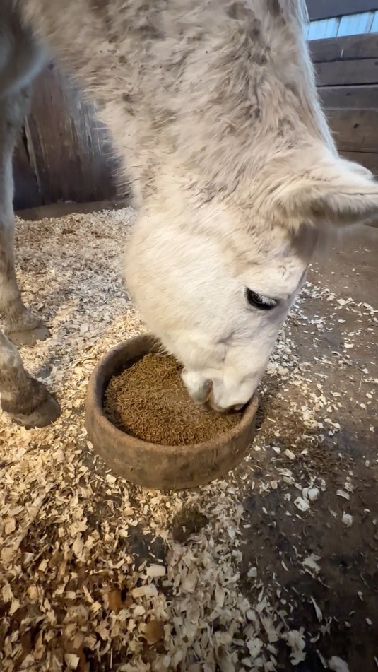 img_2729
