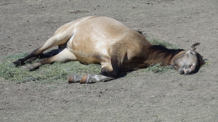IrisSleeps