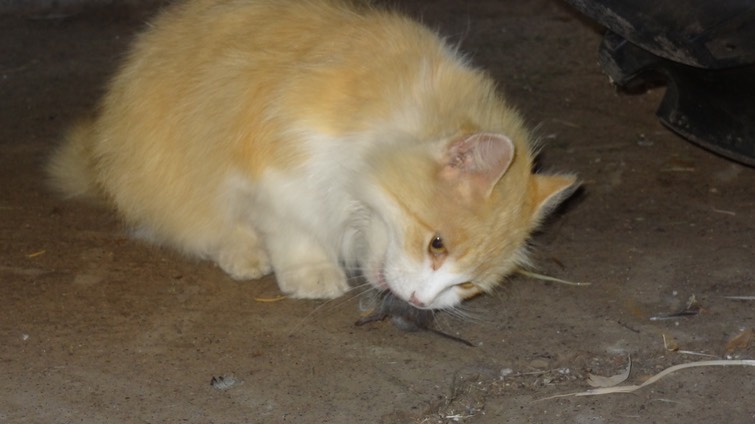 Kannamouse2