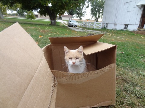 LuigiBox1