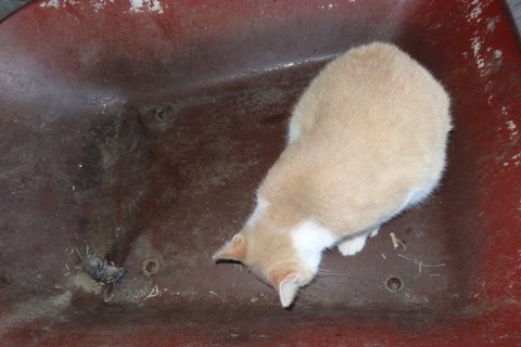 LuigiMouseWheelBarrow