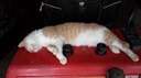 LuigiRoadKill