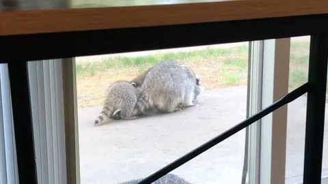 my-movie-raccoon