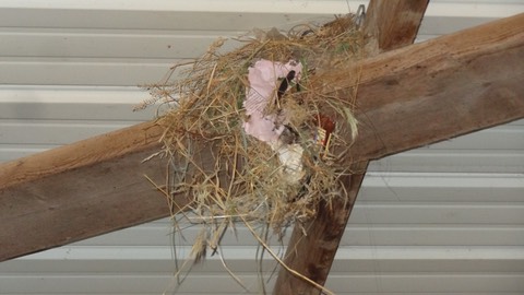 Nest1