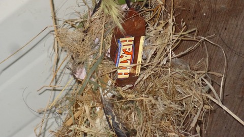 Nest2