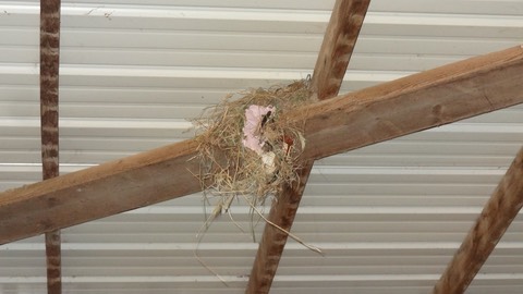 Nest4