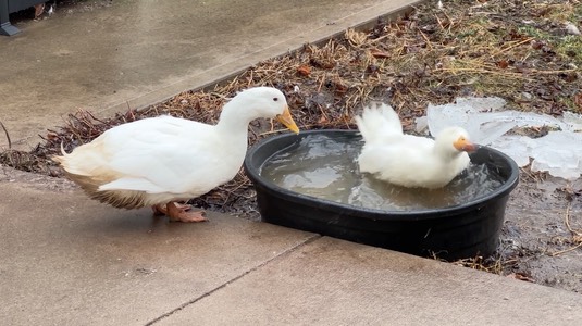 pekins