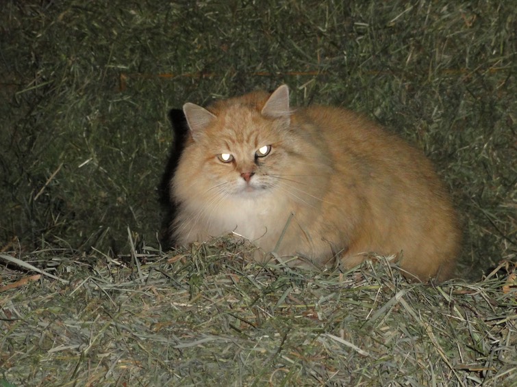 PumpkinEyes
