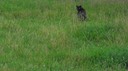 SlyGrass