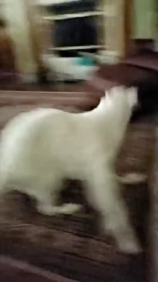 sophie-2