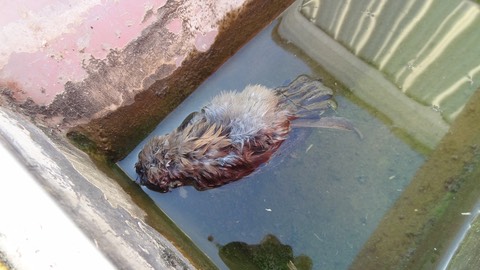 SparrowFountain