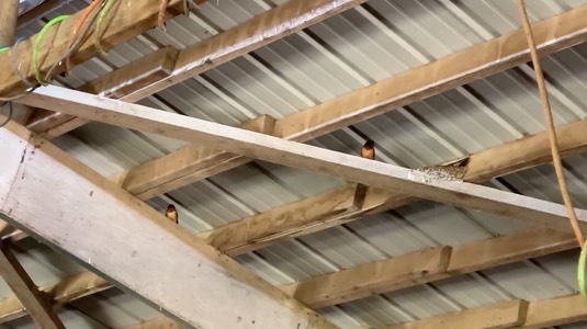 swallows