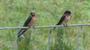 Swallows2