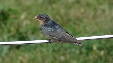Swallowsyoung5