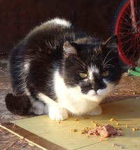 Tux1
