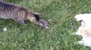 ZeldaKillDeer