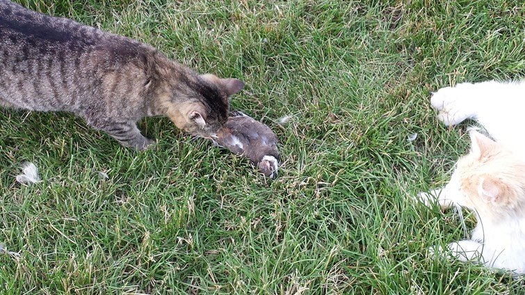 ZeldaKillDeer