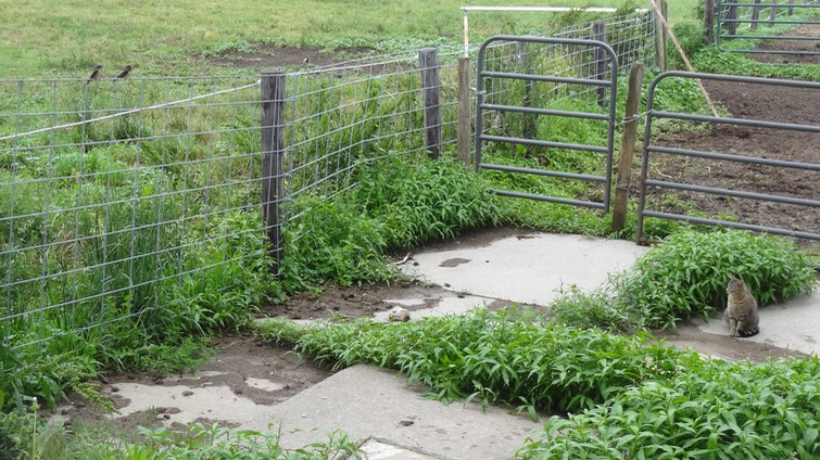 ZeldaSwallows